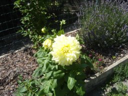fleur_variee_20211127_1978782388